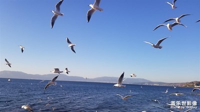 【享拍一刻】+ 撫仙湖龍湖星空小鎮(zhèn)開漁節(jié)