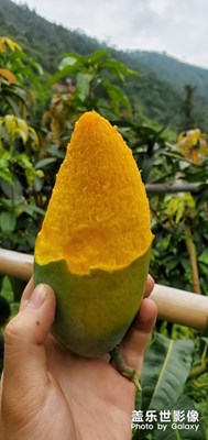 攀枝花農(nóng)民的一天