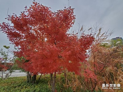 層林盡染，漂亮依舊；哈哈哈