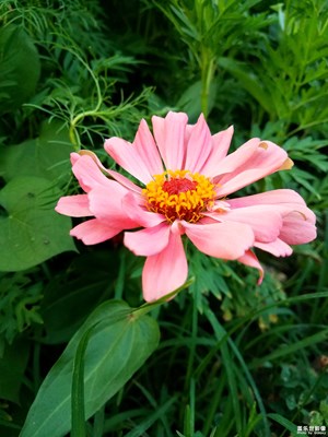 【享拍一刻】+春暖花開的日子