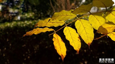 初冬的葉子
