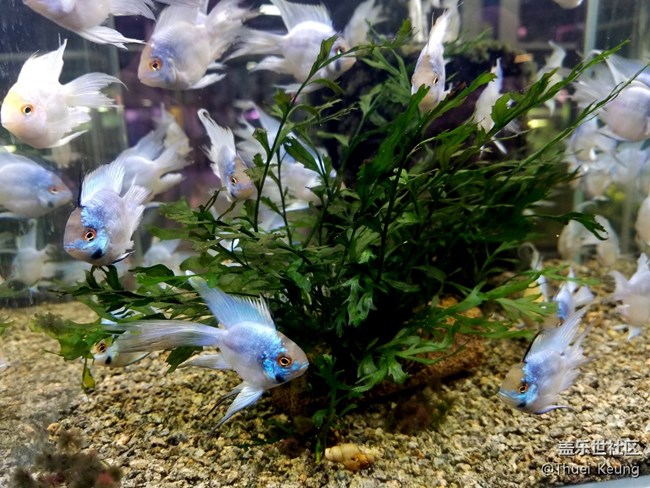 觀賞魚市場隨拍