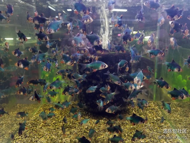 觀賞魚市場隨拍