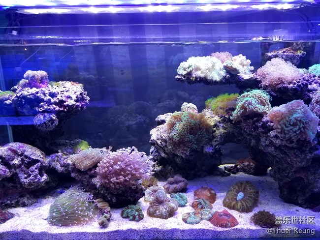 觀賞魚市場隨拍