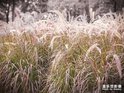 沒想到隨拍竟然這么美，歡迎指教…