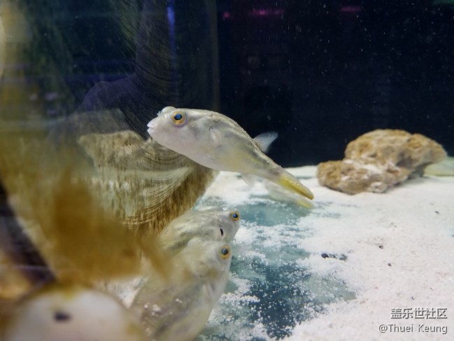 觀賞魚市場隨拍