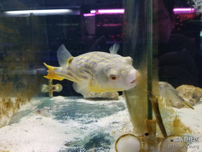 觀賞魚市場隨拍