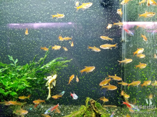 觀賞魚市場隨拍