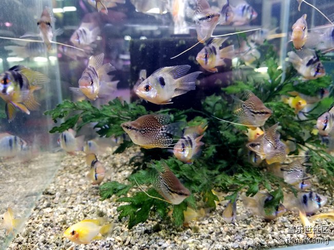 觀賞魚市場隨拍