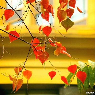 【享拍一刻】+初冬之光