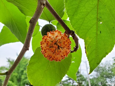 構(gòu)樹(shù)之“構(gòu)桃”