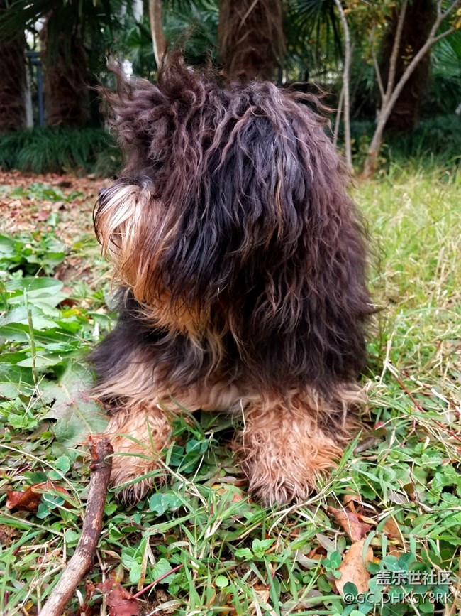 表面的素食主義者---七月