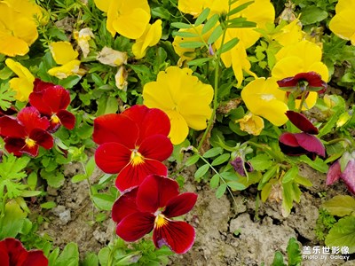 【享拍一刻】+天寒地凍，看看春天拍的照