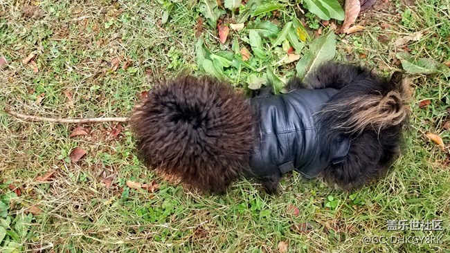 表面的素食主義者---七月