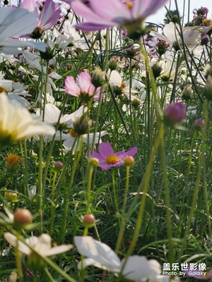 小欖菊花節(jié)