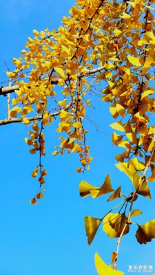 【享拍一刻】+葉子的一生