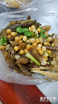 一日游，蓋樂世日志