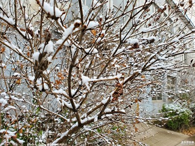 Galaxy S10+ 2019年的初雪