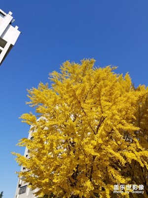 藍(lán)與黃
