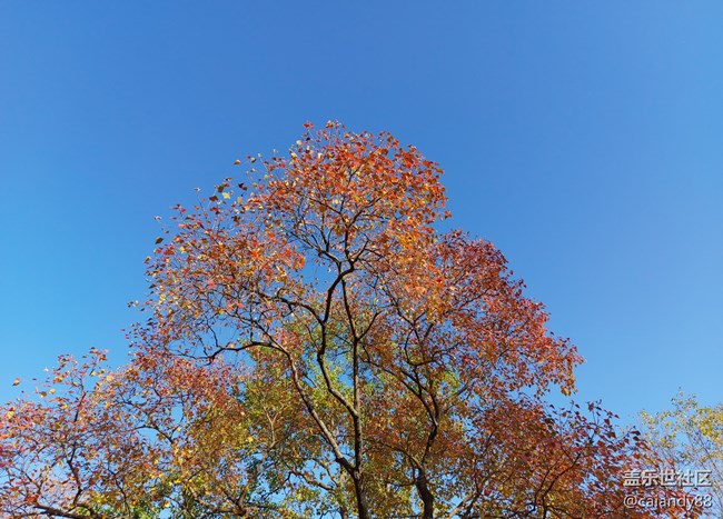 真的很香-Galaxy A70S簡評