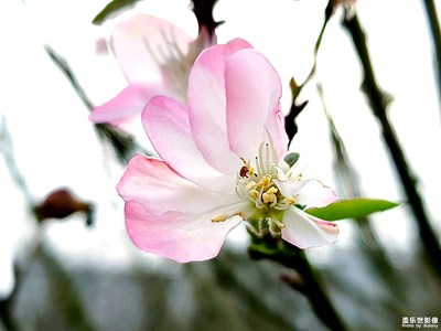 【初冬印象】+（一）暖陽夕照海棠笑