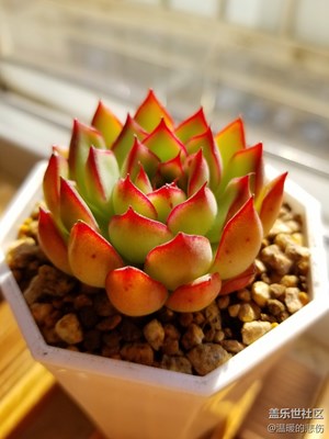 家里的肉肉-2019.11