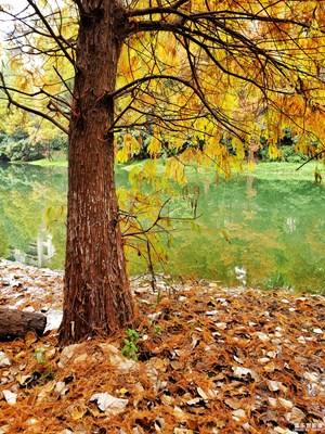 初冬印象】+落羽杉換裝