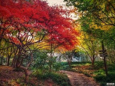 【初冬印象】+楓葉季