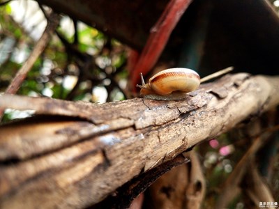 为了生存攀爬的小蜗牛