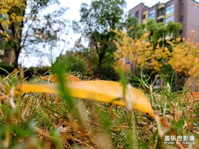 櫻花樹(shù)下的落葉