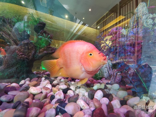 魚兒水中游