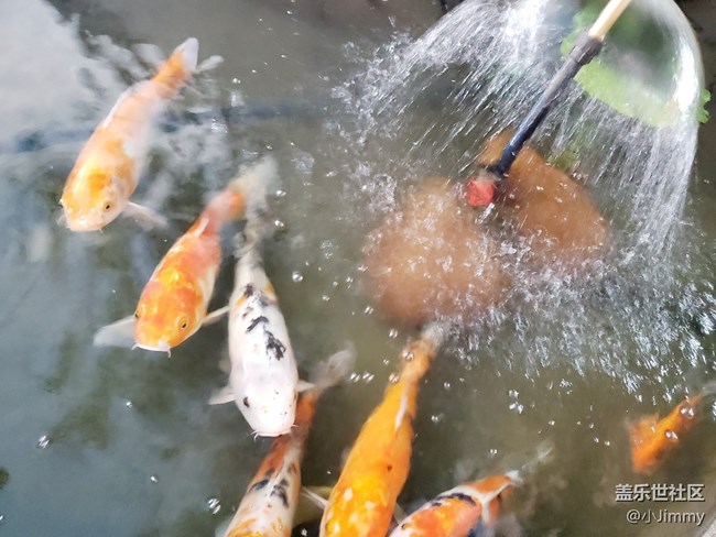 魚兒水中游