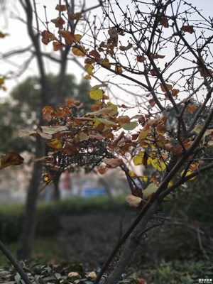 【初冬印象】+蕭索與生機(jī)