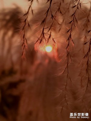 蘆花