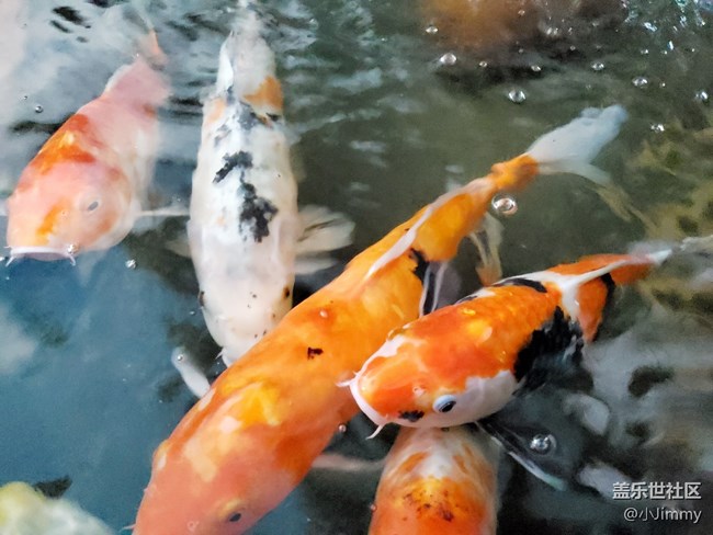 魚兒水中游