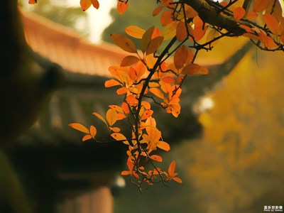 【初冬印象】+（二）寒冬料峭葉正艷