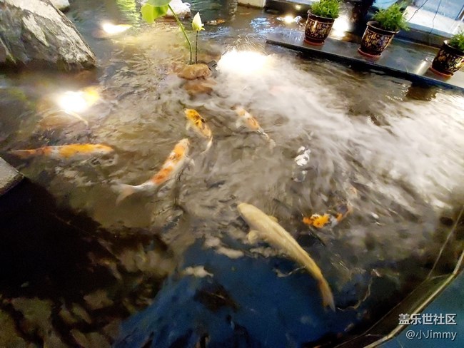魚兒水中游