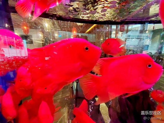 魚兒水中游