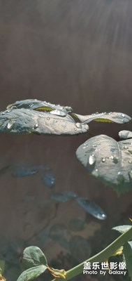 鄉(xiāng)壩