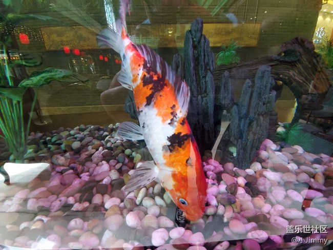 魚兒水中游