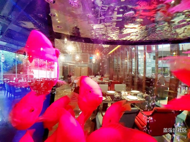 魚兒水中游