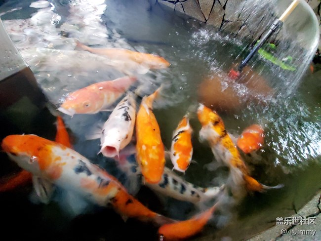 魚兒水中游