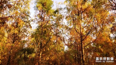 大觀濕地公園