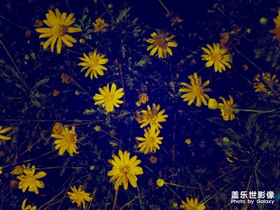 花夜