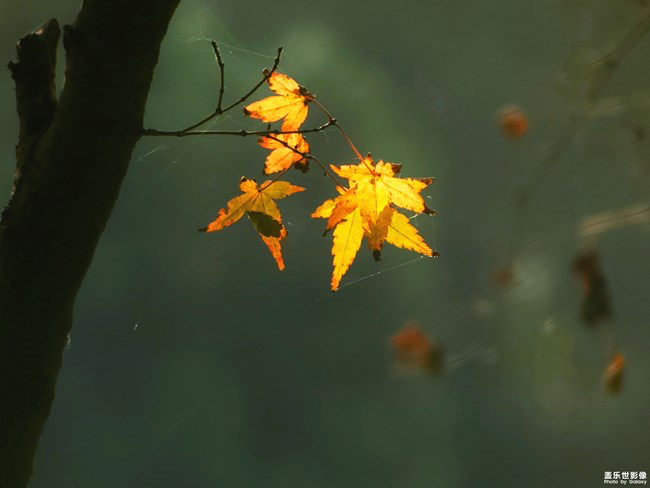 【每周星鮮事】第15期:宵夜然 食之動人心弦