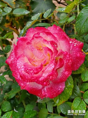 花草