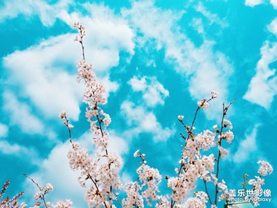 【2019最美瞬間】貓咪和花