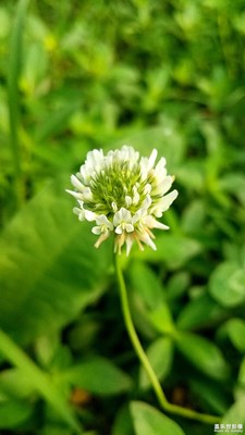 【2019最美瞬間】+野花1
