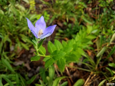 【2019最美瞬間】+野花2