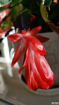 【色彩】+盛開的蟹爪蓮